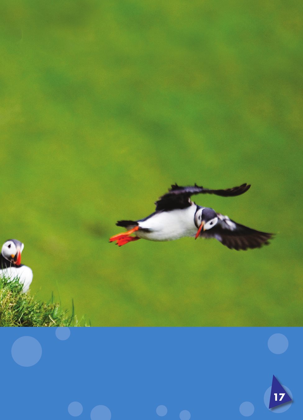 Each puffin finds its mate one of a pair of animals that have young together - photo 22