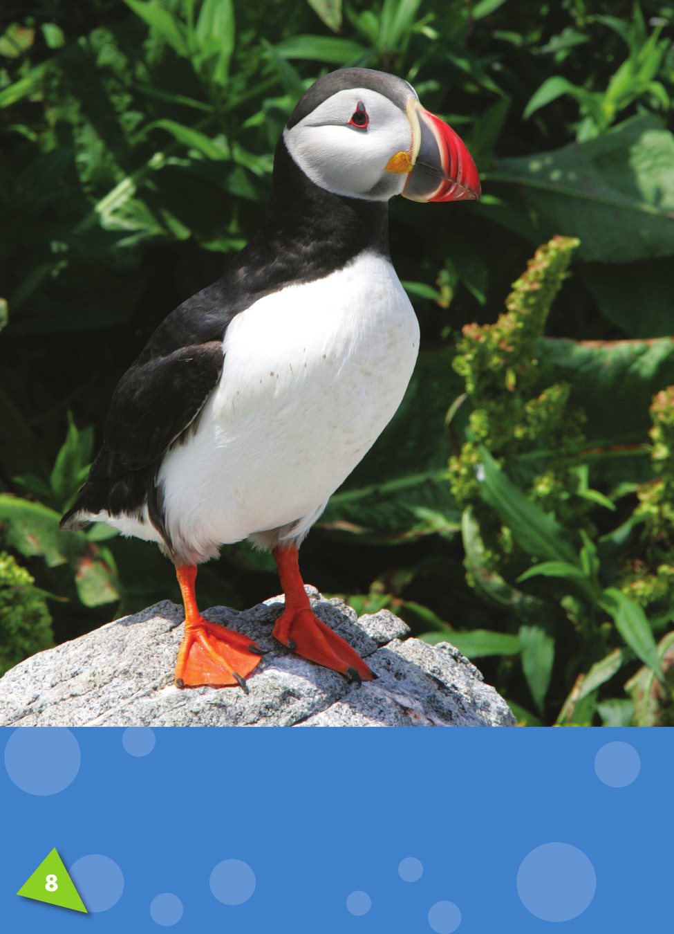 Puffins have thick bodies with powerful muscles Puffins have short - photo 10