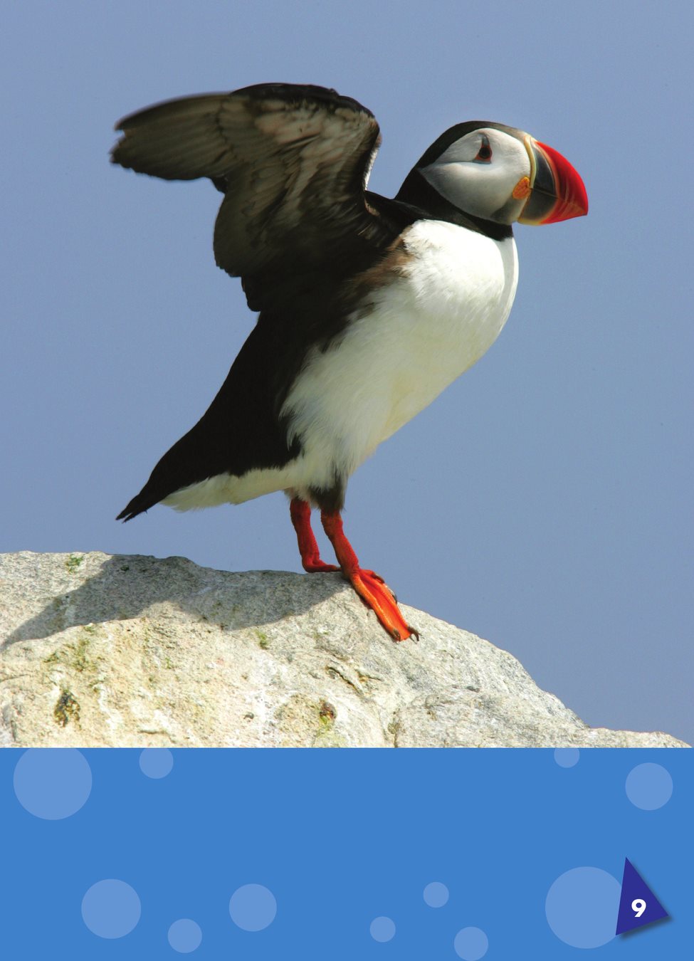 Puffins have short wings Puffin feathers trap air to keep puffins - photo 11