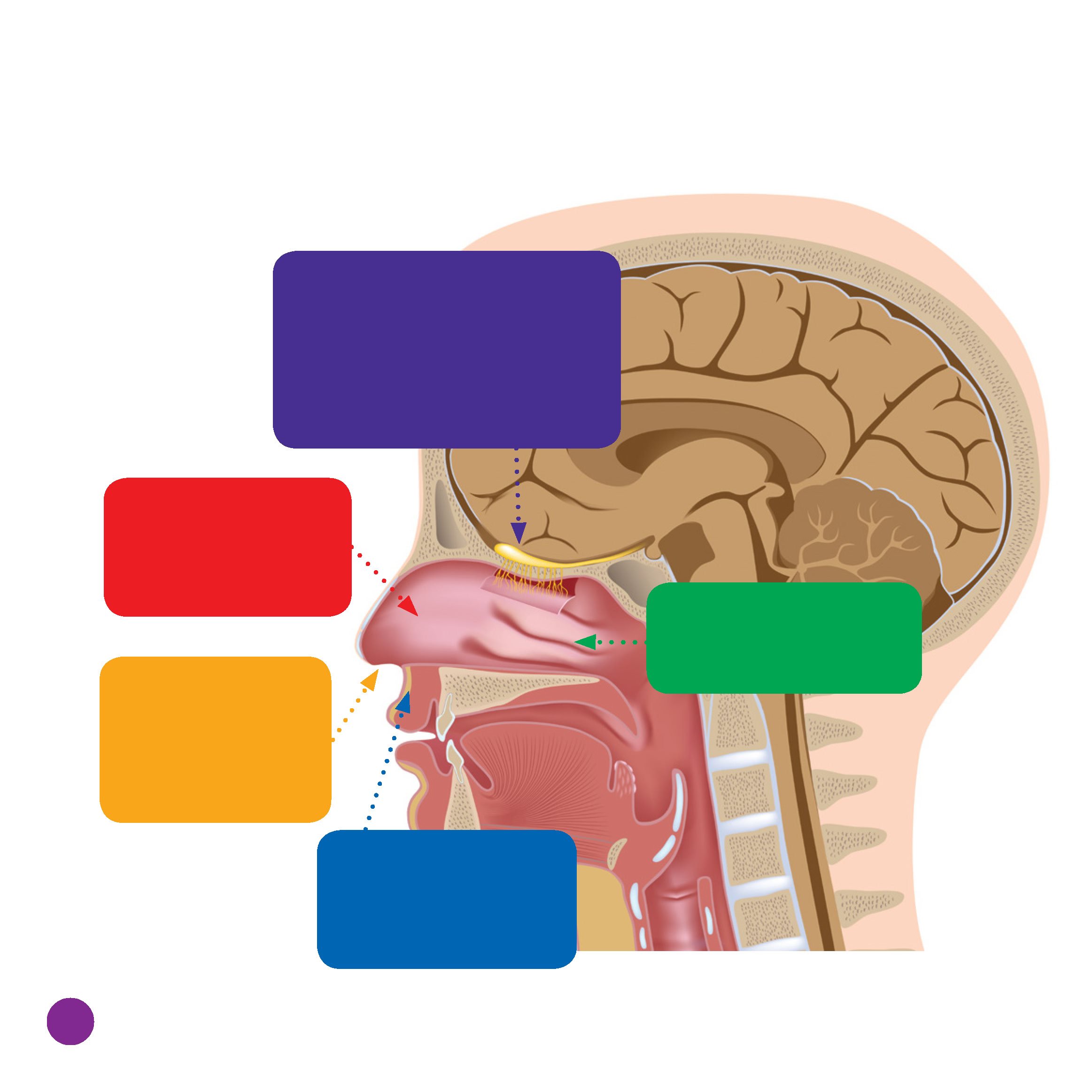 Parts of the Nose olfactory bulb and olfactory epithelium The epithelium - photo 22