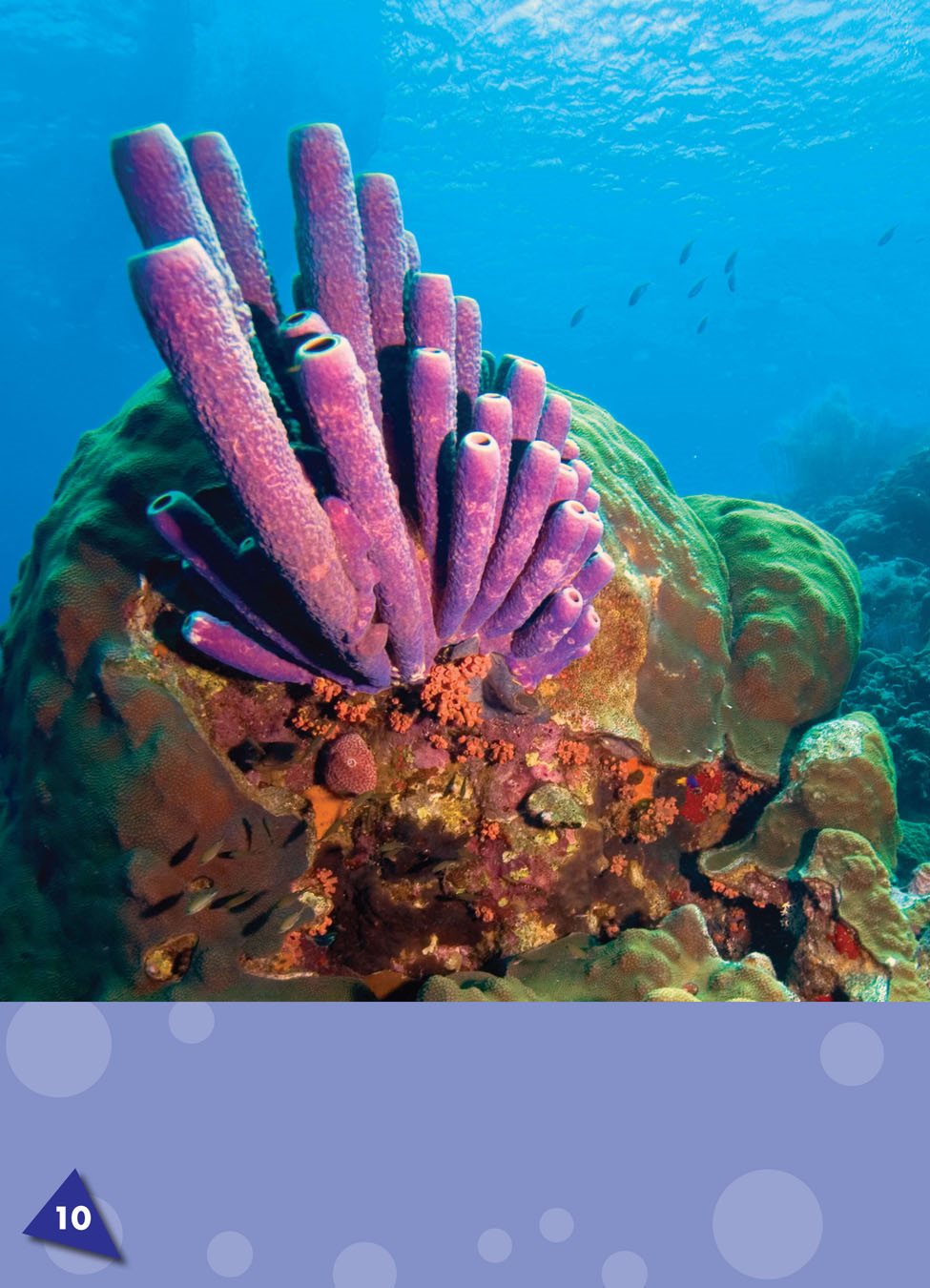 Sponges stick to rocks reef a ridge of rock or coral near the surface of the - photo 9