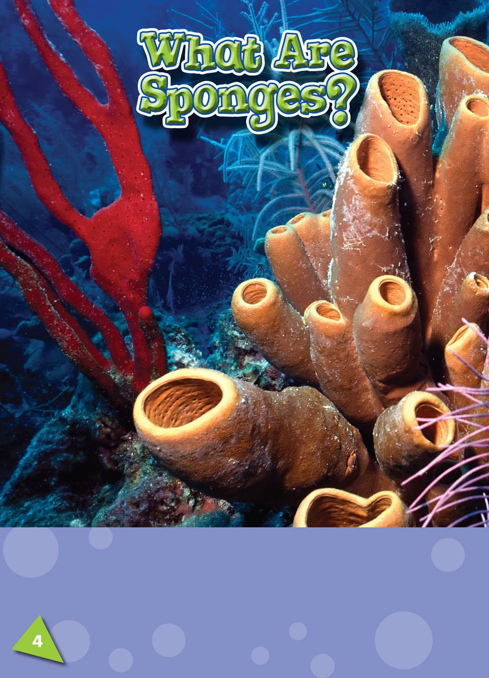 Sponges are animals They live in every ocean in the world They live - photo 3