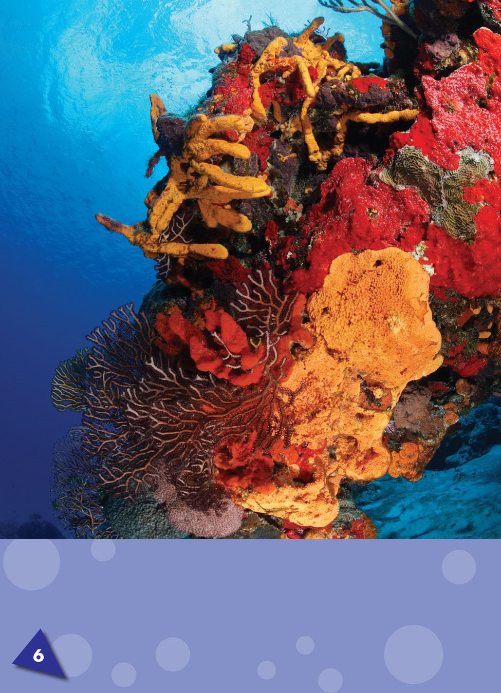 There are more than 5000 different kinds of sponges Some sponges are - photo 5