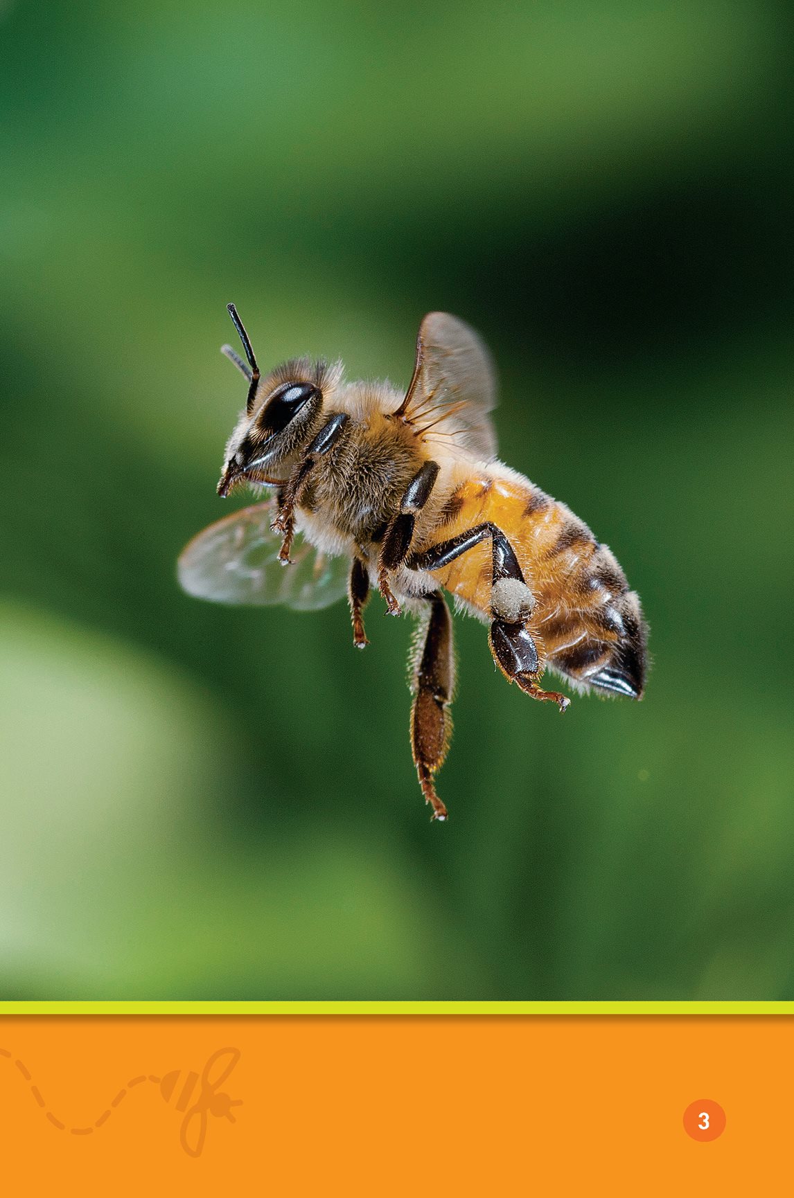 Buzz bee A bee flies in the air It looks f - photo 5