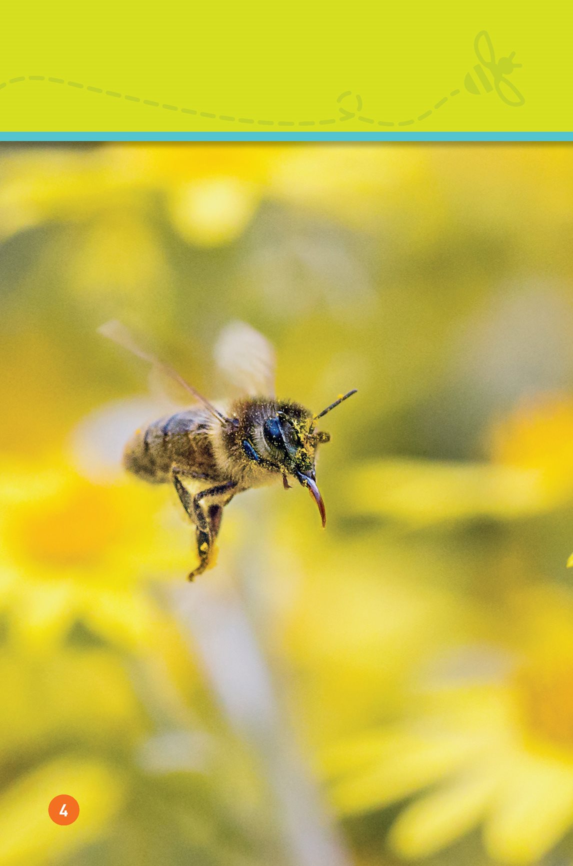 A bee flies in the air It looks for a flower - photo 6