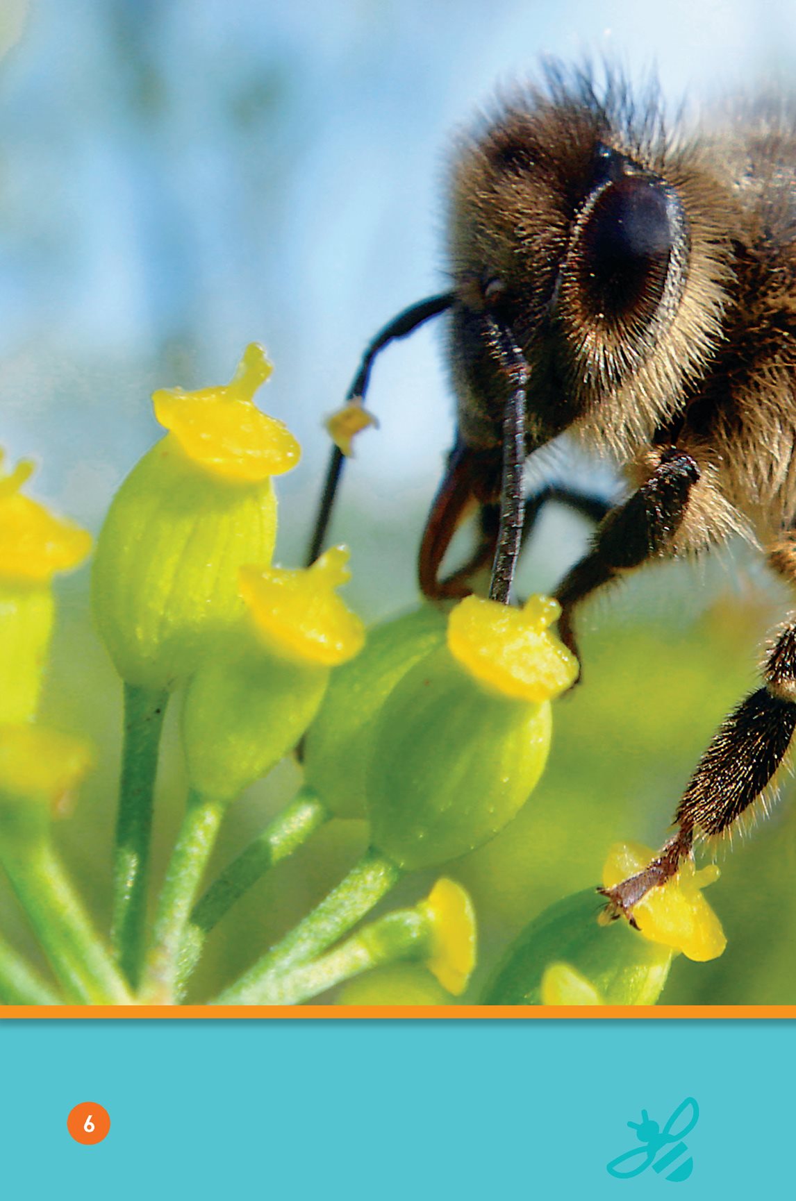 Theres a sweet treat in flowers Its called nectar The bee drinks - photo 8