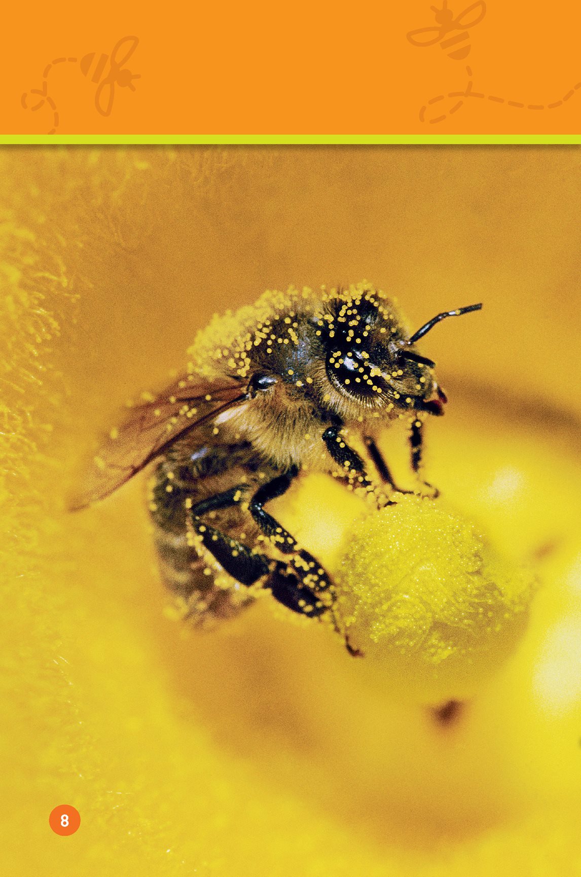 The bee eats It eats pollen Bees carry pollen in a basket on their - photo 10