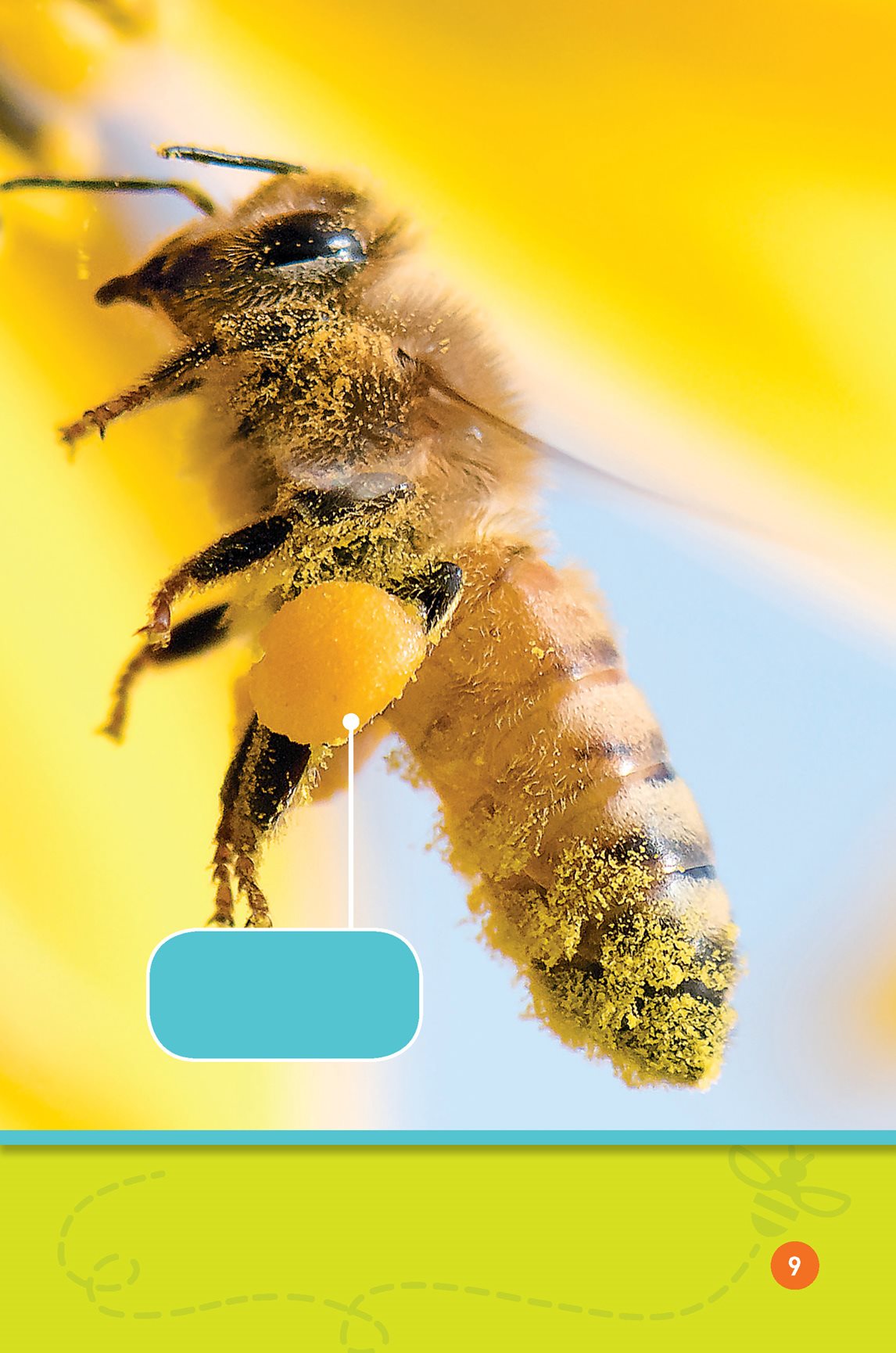 Bees carry pollen in a basket on their legs It gets pollen to take home - photo 11