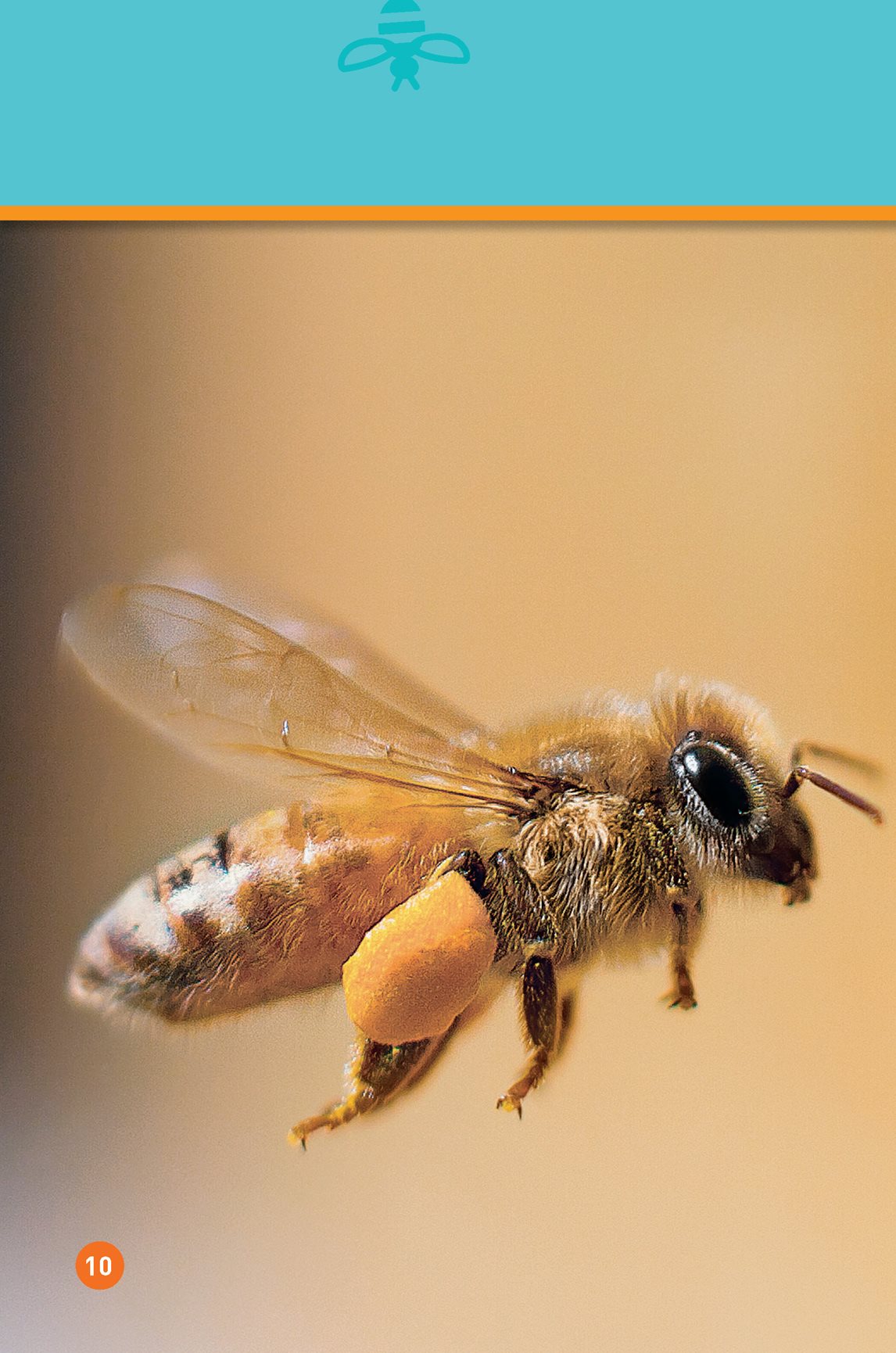 A bees home is called a hive Many bees live in the hive - photo 12