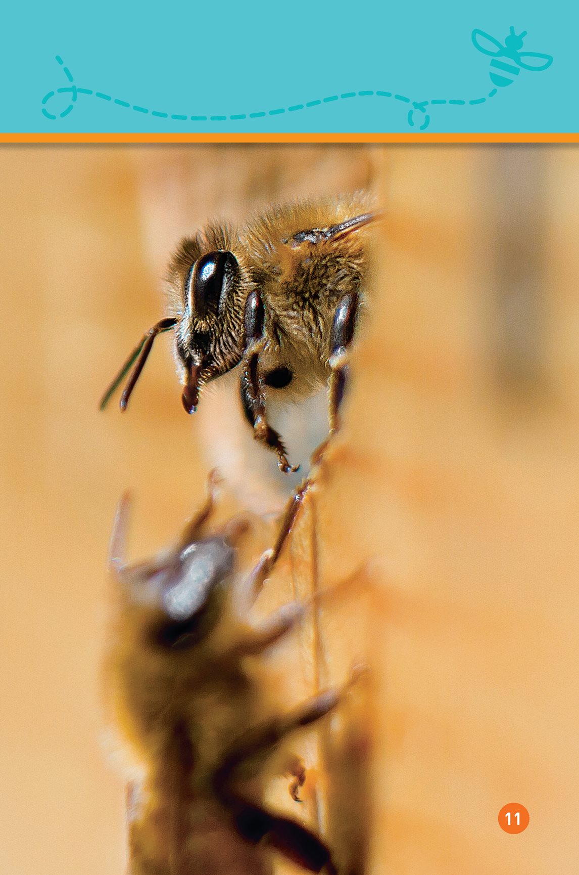 Many bees live in the hive Bees put pollen in the hive - photo 13