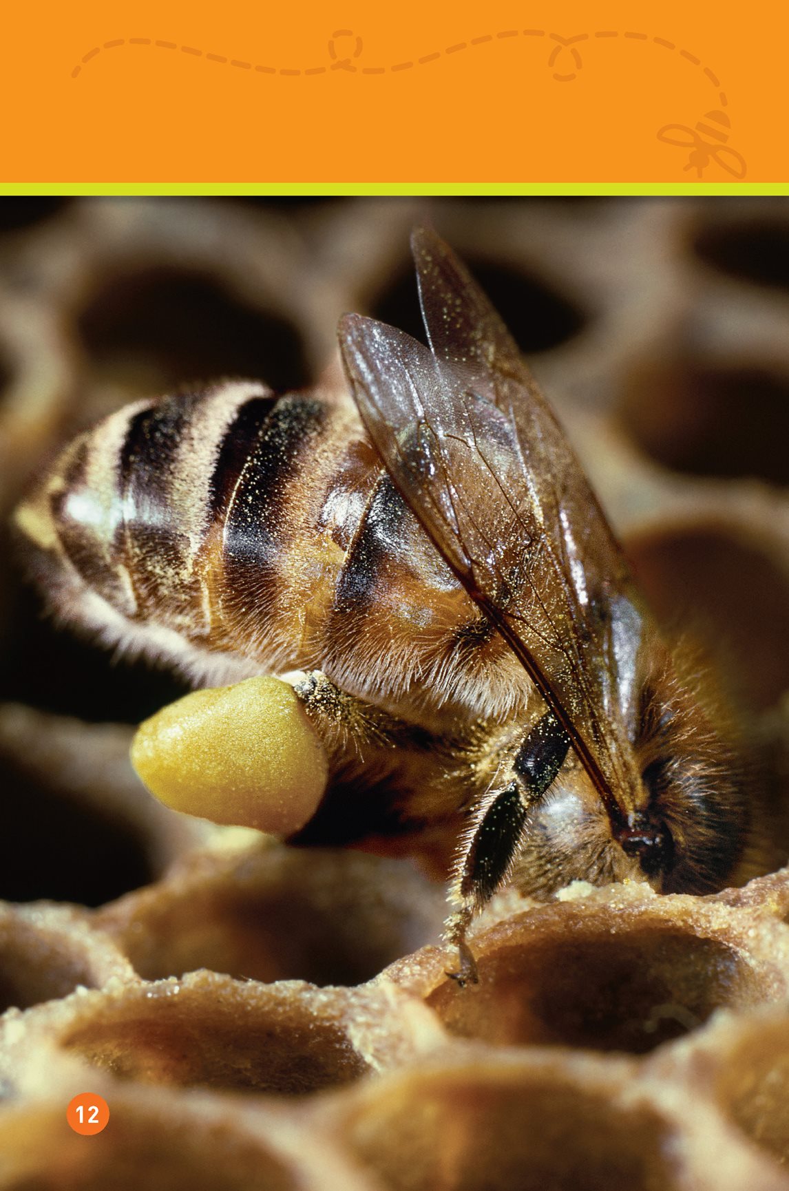 Bees put pollen in the hive Once nectar becomes honey bees put it in - photo 14