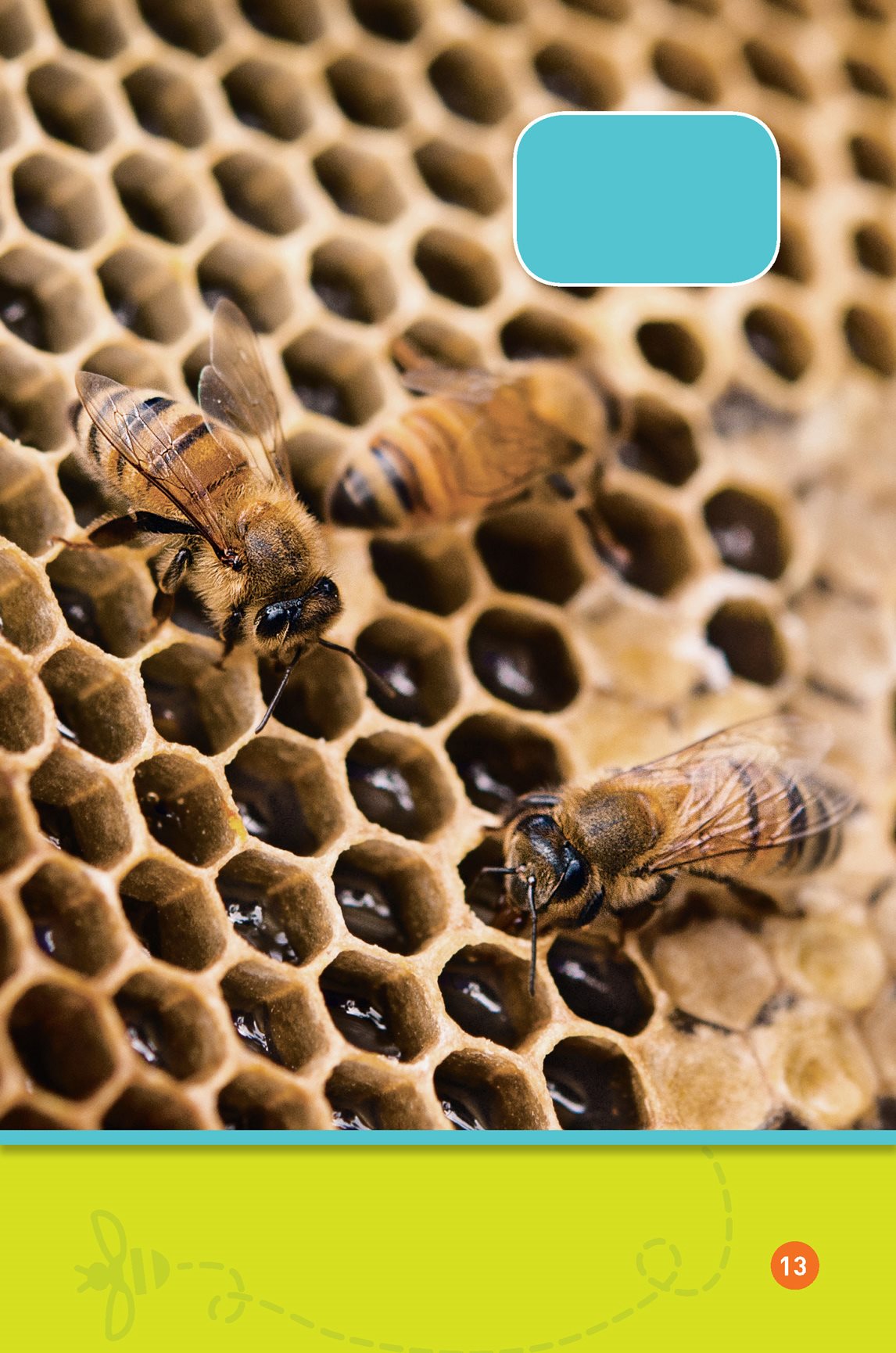 Once nectar becomes honey bees put it in a honeycomb They make honey - photo 15