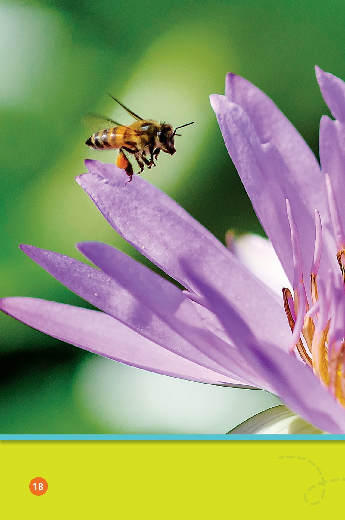 The bees fly out of the hive They look for the nectar - photo 20