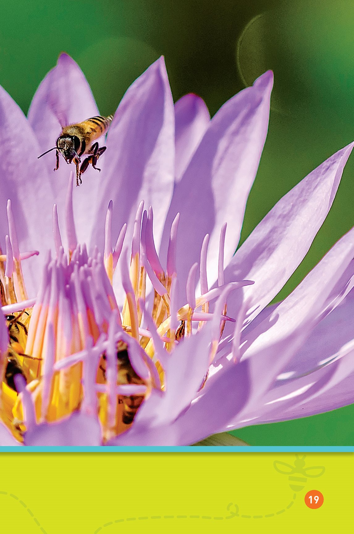 They look for the nectar They use the dance to find the right flower - photo 21