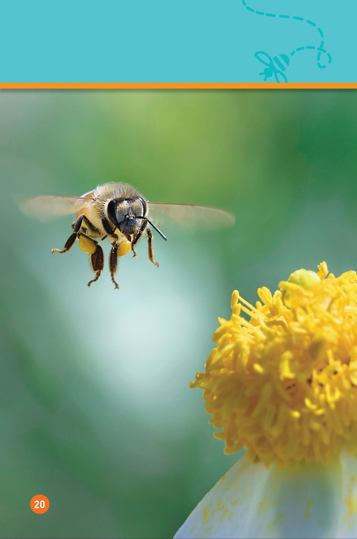 They use the dance to find the right flower Buzz bee - photo 22