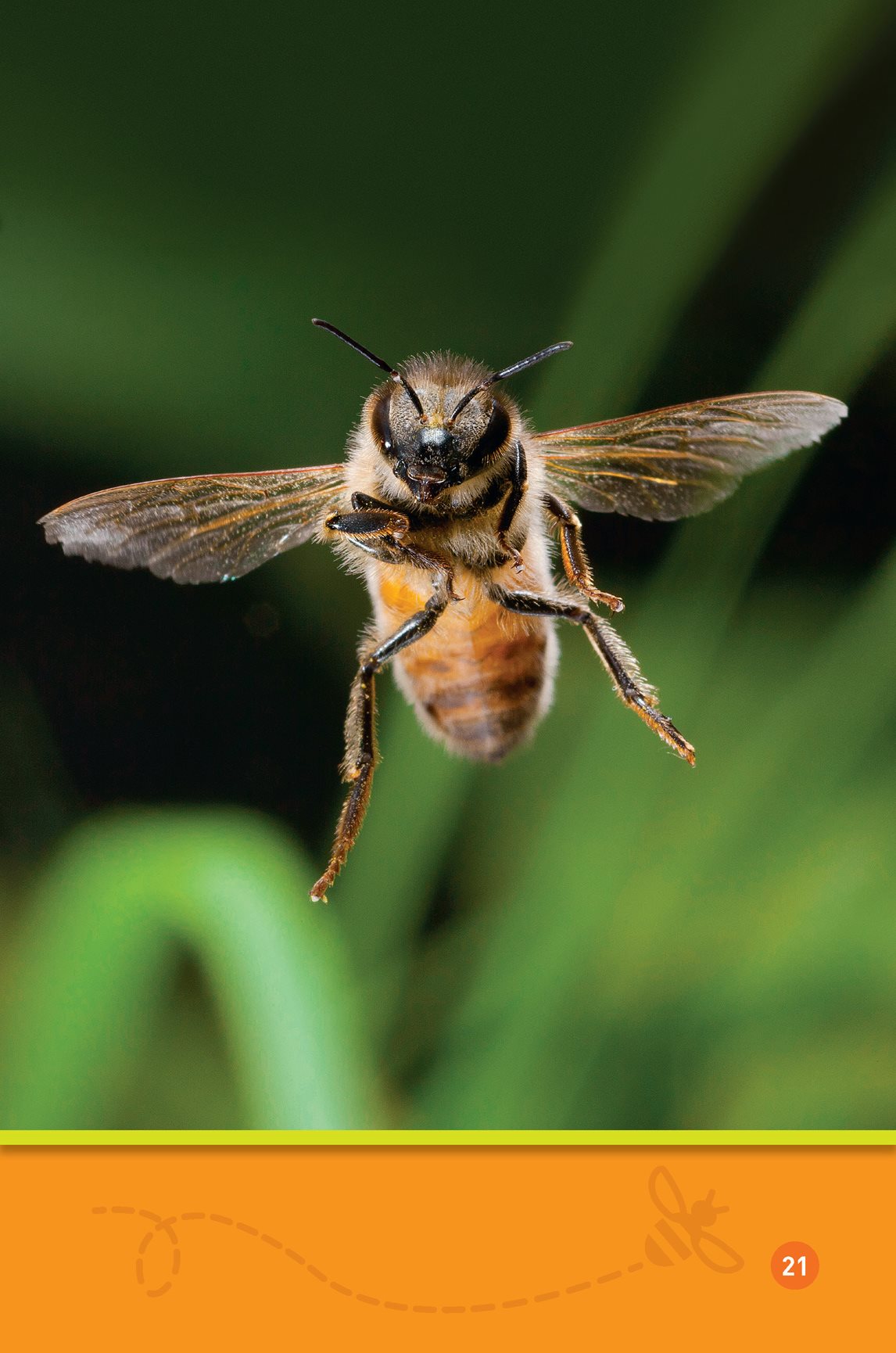 Buzz bee NECTAR AND POLLEN What are they like Nectar drips Its - photo 23