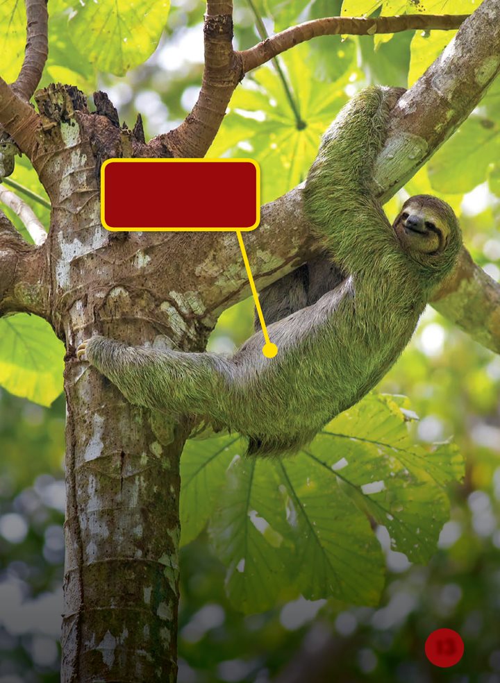 T his sloth hides in a tree Sloths hang from branches in the canopy - photo 13