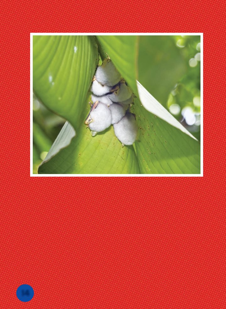 White bats roost beneath leaves They bite the leaves into V- shaped tents - photo 14