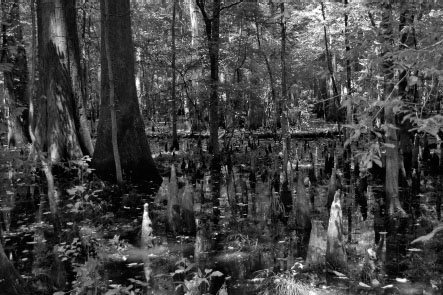 This bottomland cypress forest in Congaree National Park shows how Lowcountry - photo 3