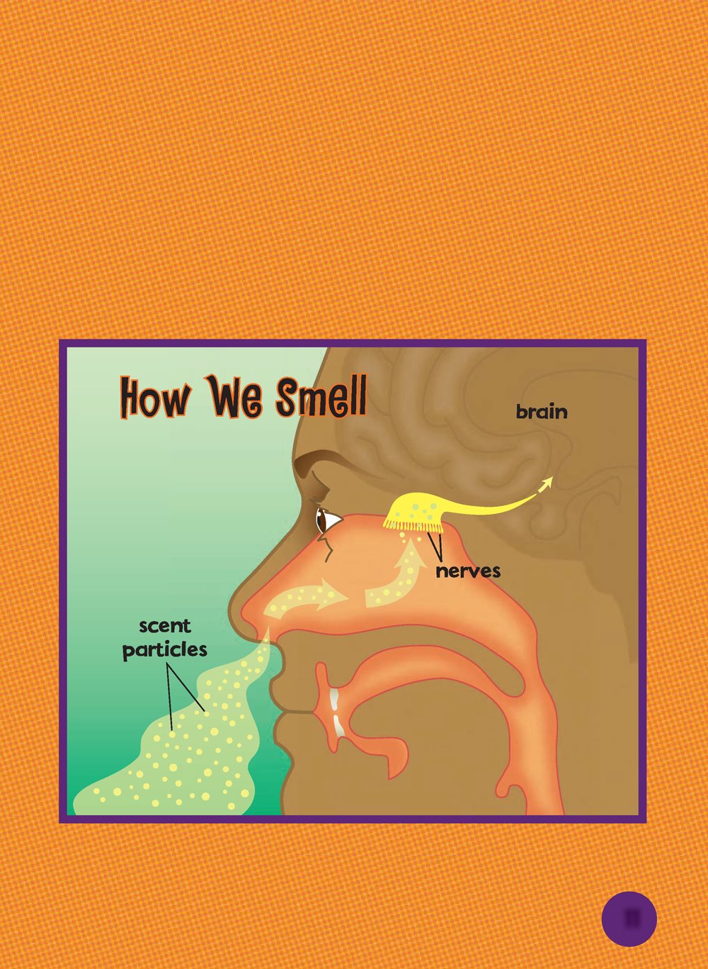 Special nerves in your nose change the particles into an electrical signal - photo 12