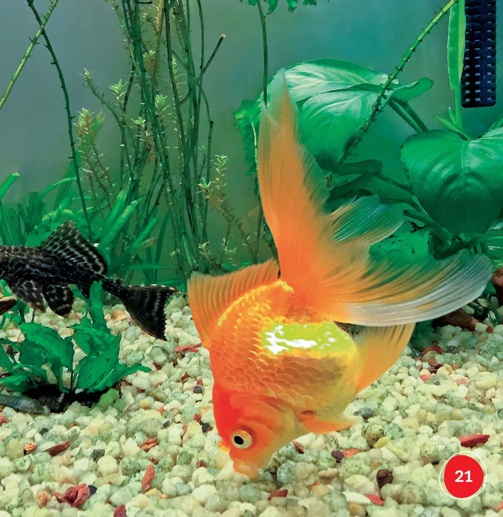 Goldfish Supplies tank net food filter plant rocks - photo 21