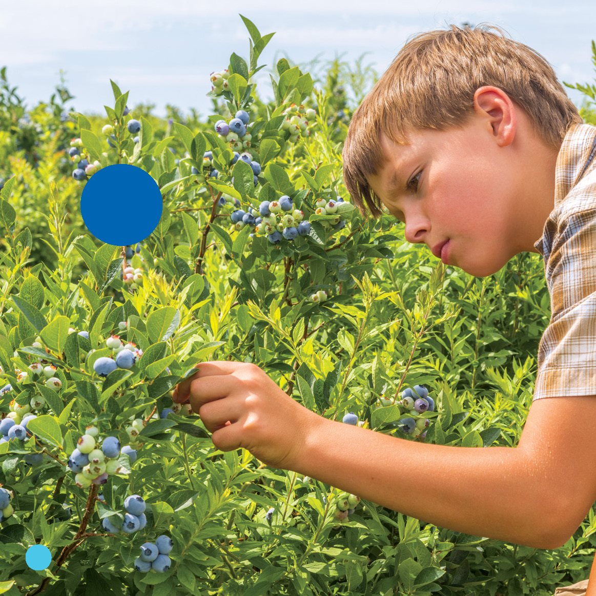 blueberry bush Berries grow on bushes Do you like fruit T - photo 18