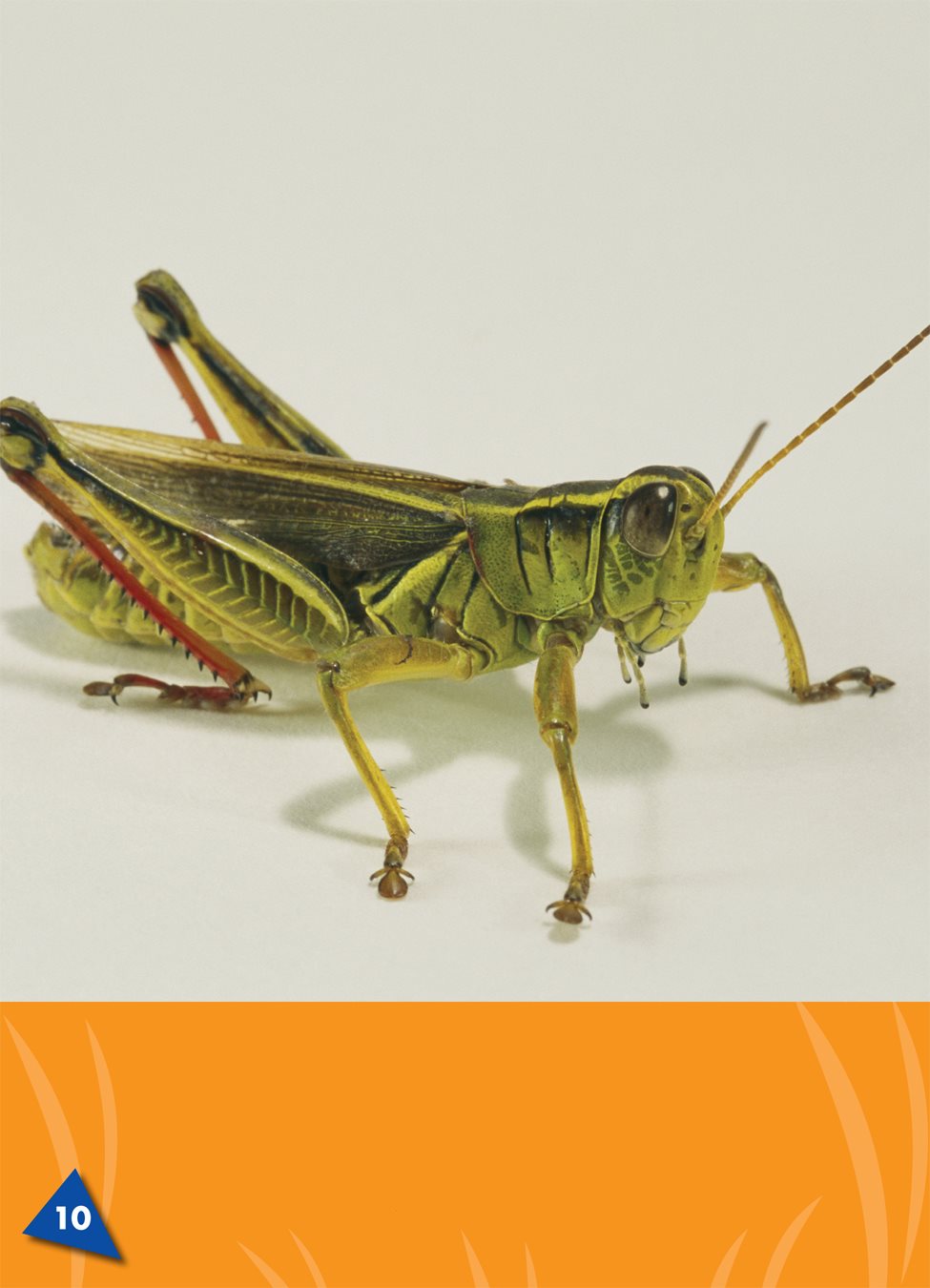 All grasshoppers have six legs Their back legs are strong - photo 12