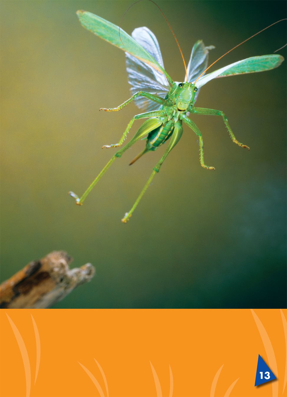 Grasshoppers use their back wings to fly Most grasshoppers chirp - photo 15