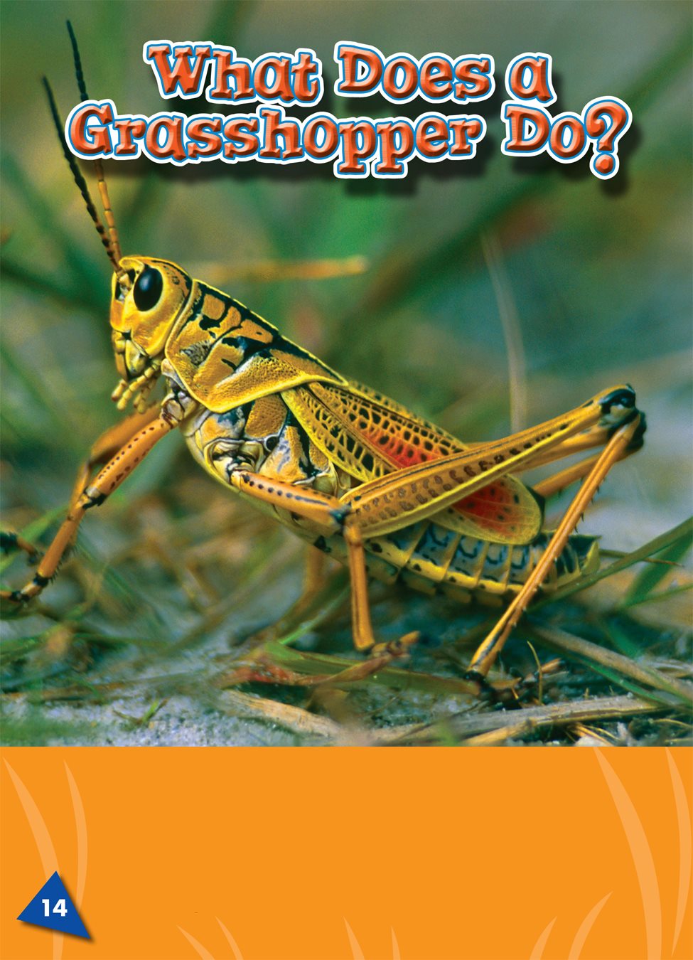 Most grasshoppers chirp the short buzzy sound that a grasshopper makes - photo 16