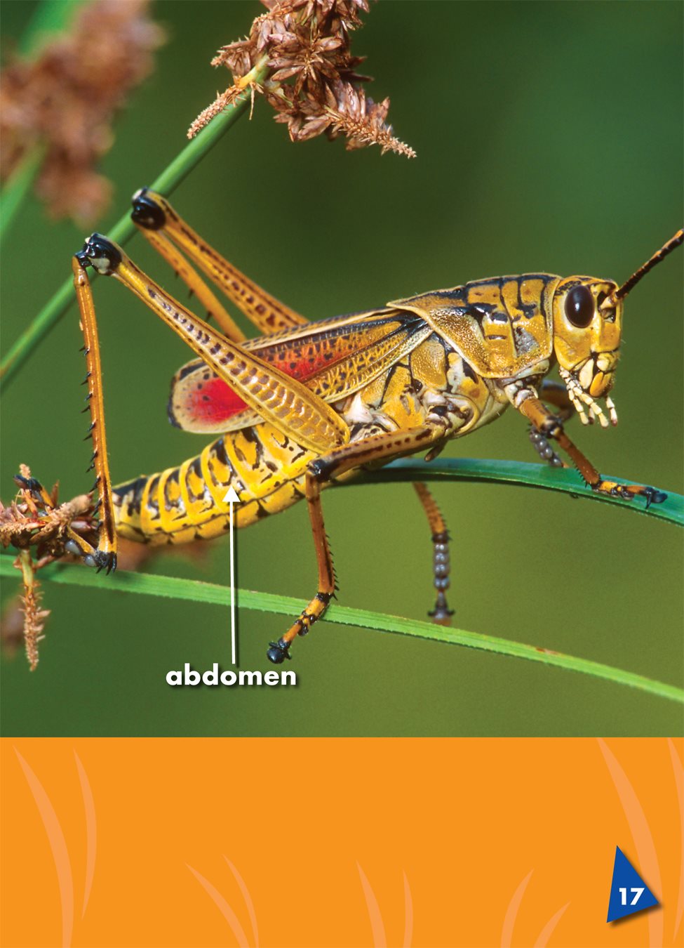 A grasshoppers ears are on its legs or on its abdomen the back part of a - photo 20