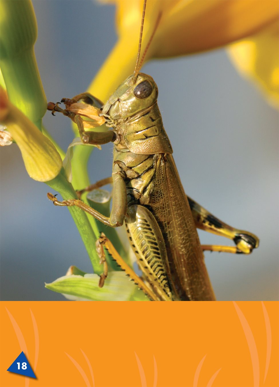 Grasshoppers eat grass and other plants Grasshoppers use their - photo 22