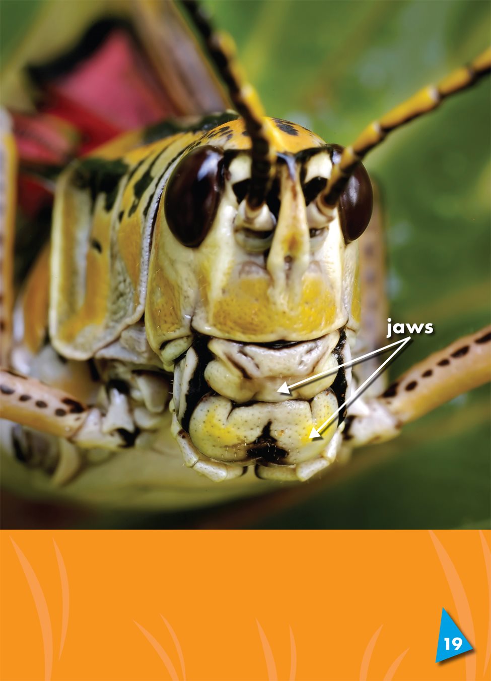 Grasshoppers use their strong jaws part of a grasshoppers mouth a - photo 23