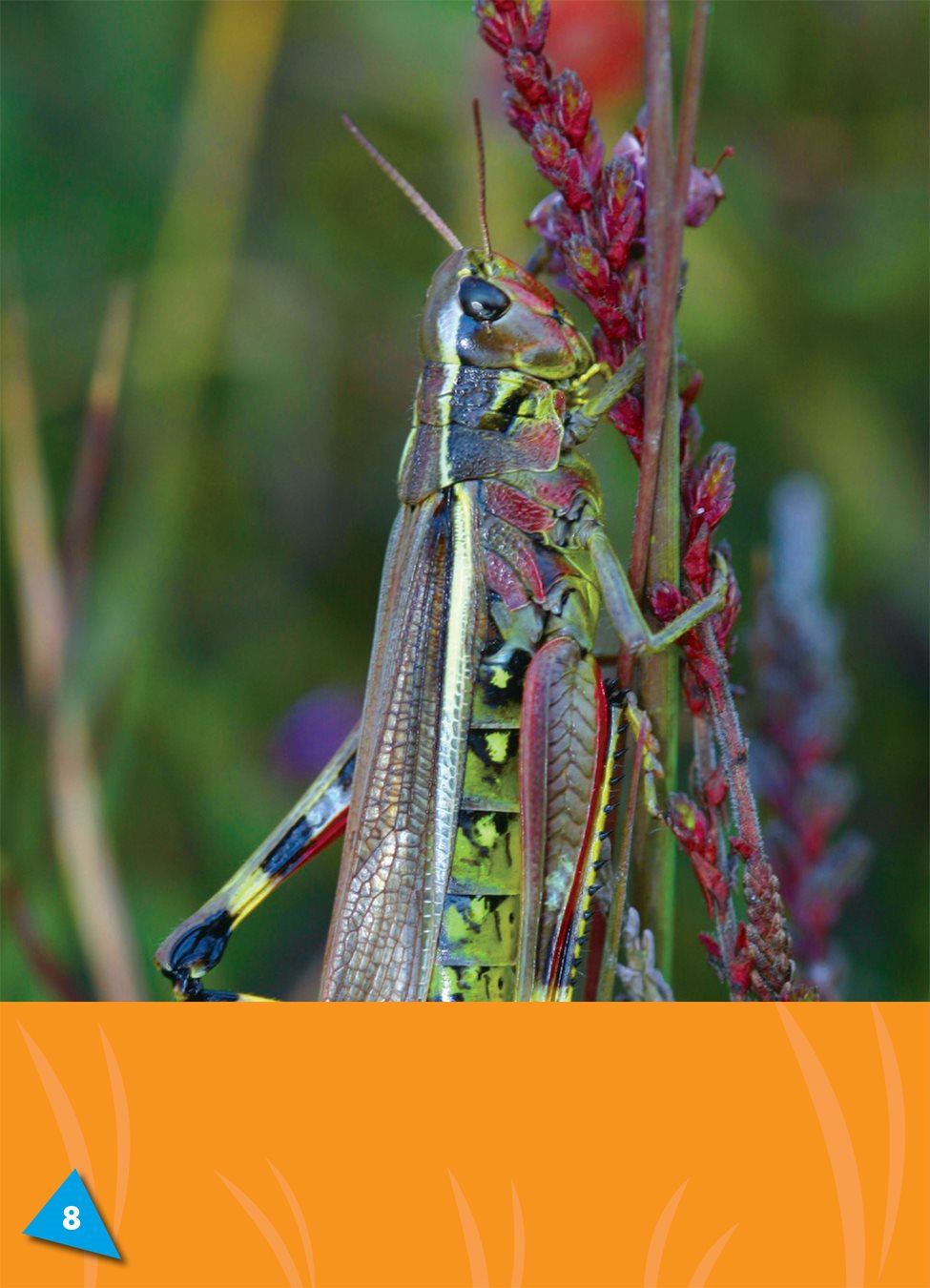 Some grasshoppers have short antennas A locust a kind of - photo 9