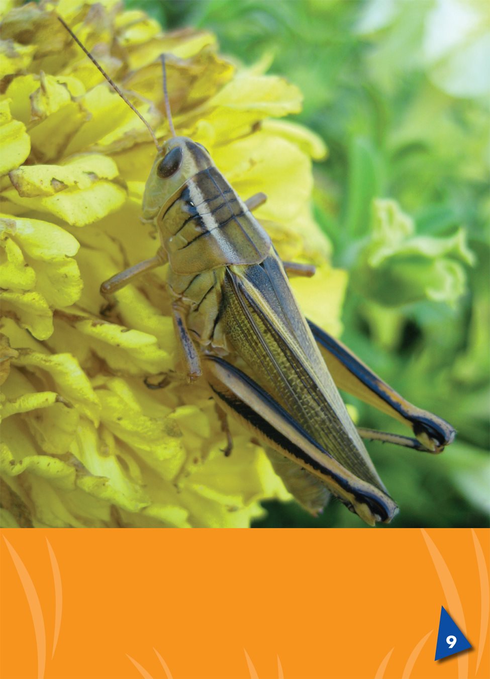 A locust a kind of grasshopper with short antennas locusts are also called - photo 10