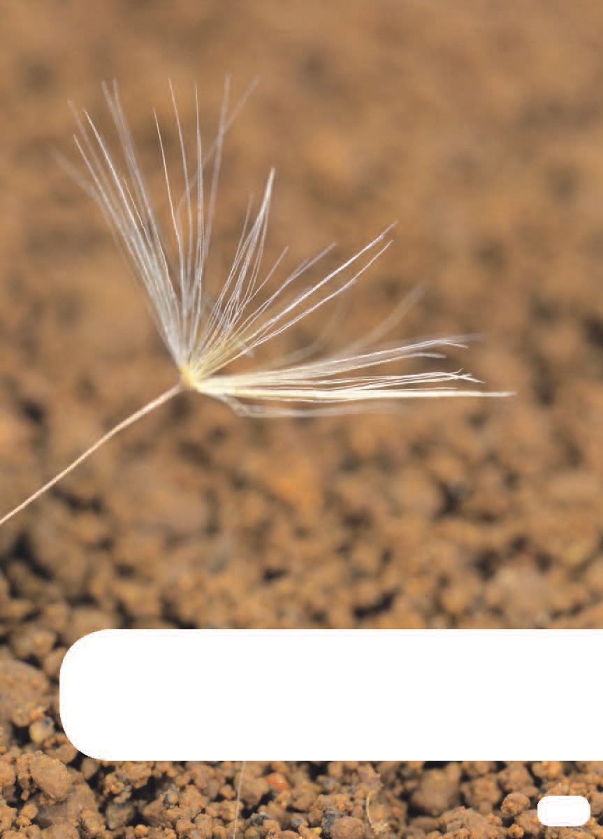 The dandelion seed is small It is in the dirt AvenirLTPro-Heavy - photo 7