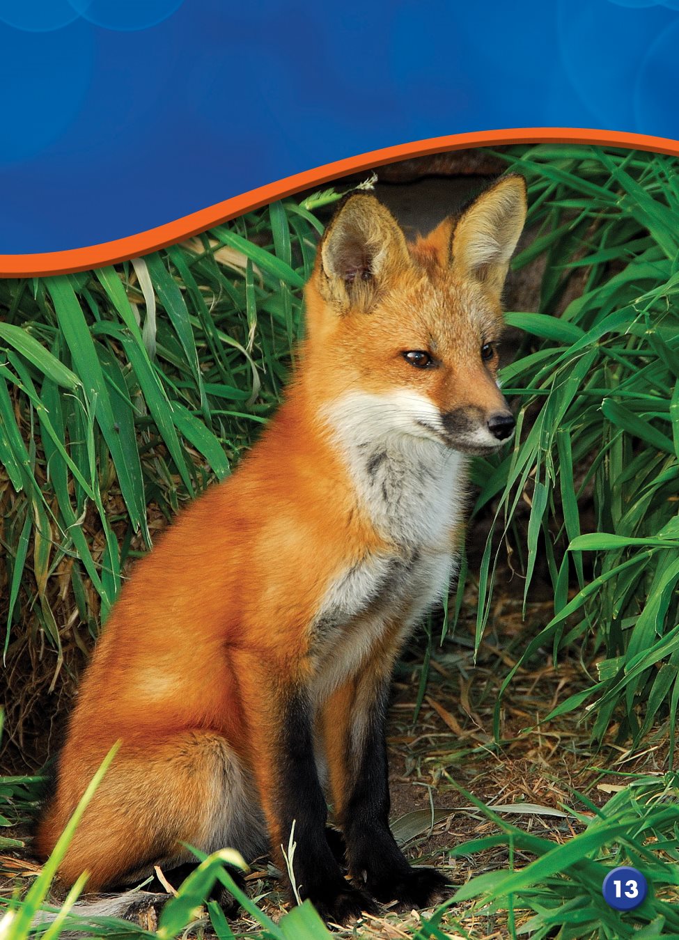 Most foxes sleep during the day They hunt for food at night - photo 14