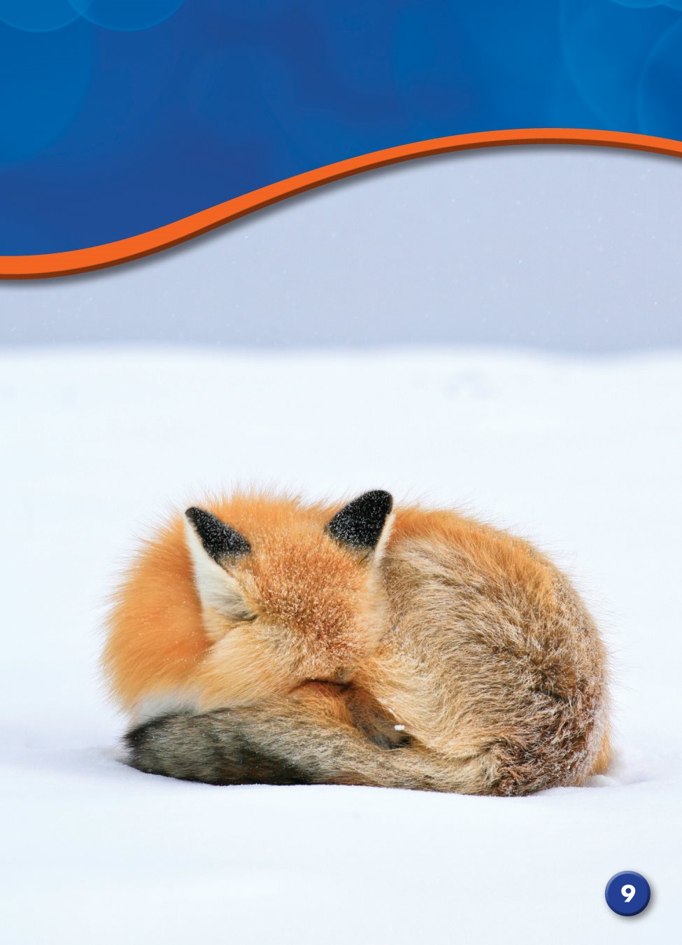 Some foxes have white tips on their tails - photo 9