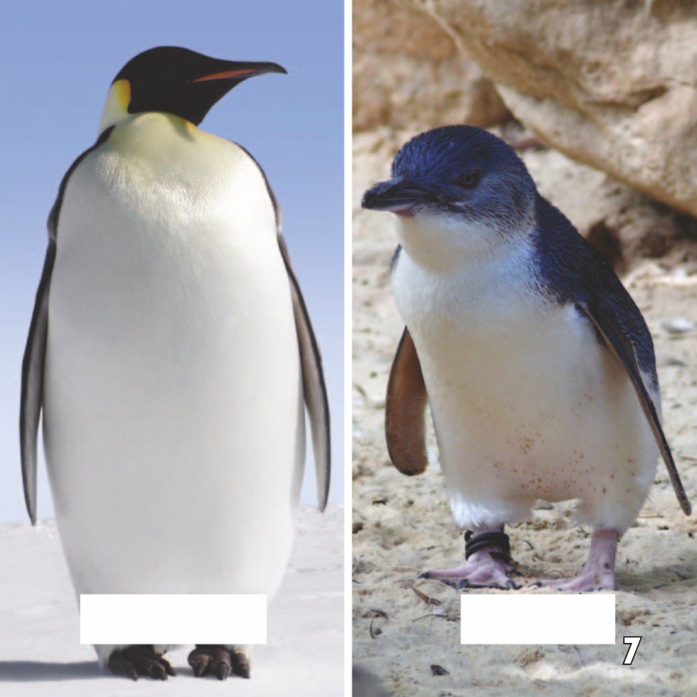 emperor penguin fairy penguin Southern Living Wild penguins are - photo 9