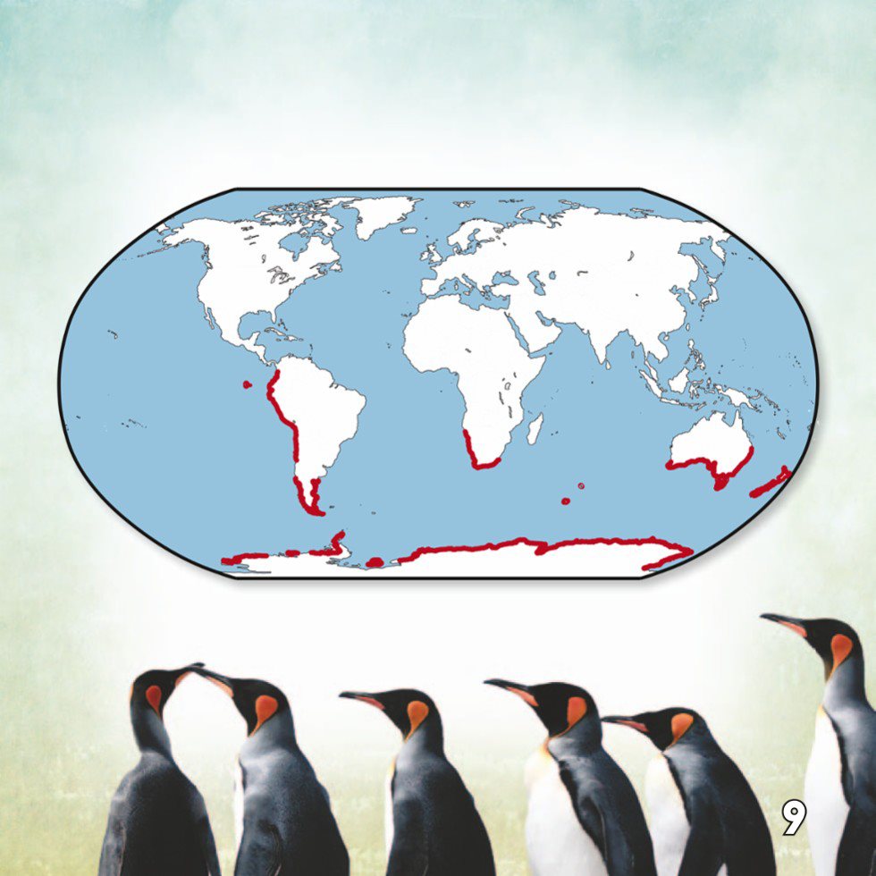 Where Penguins Live Huge Colonies Penguins often travel in small - photo 11