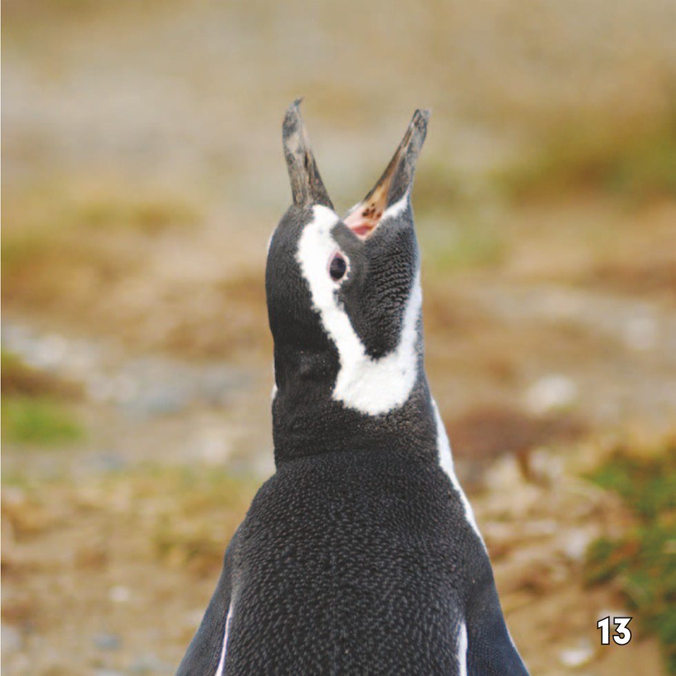 Move It Penguins also use special movements to communicate These - photo 15