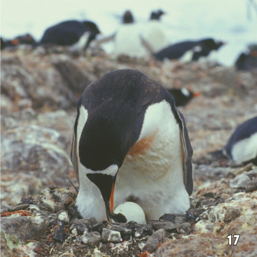 Caring for Chicks Adult penguins keep eggs warm by holding the eggs - photo 19