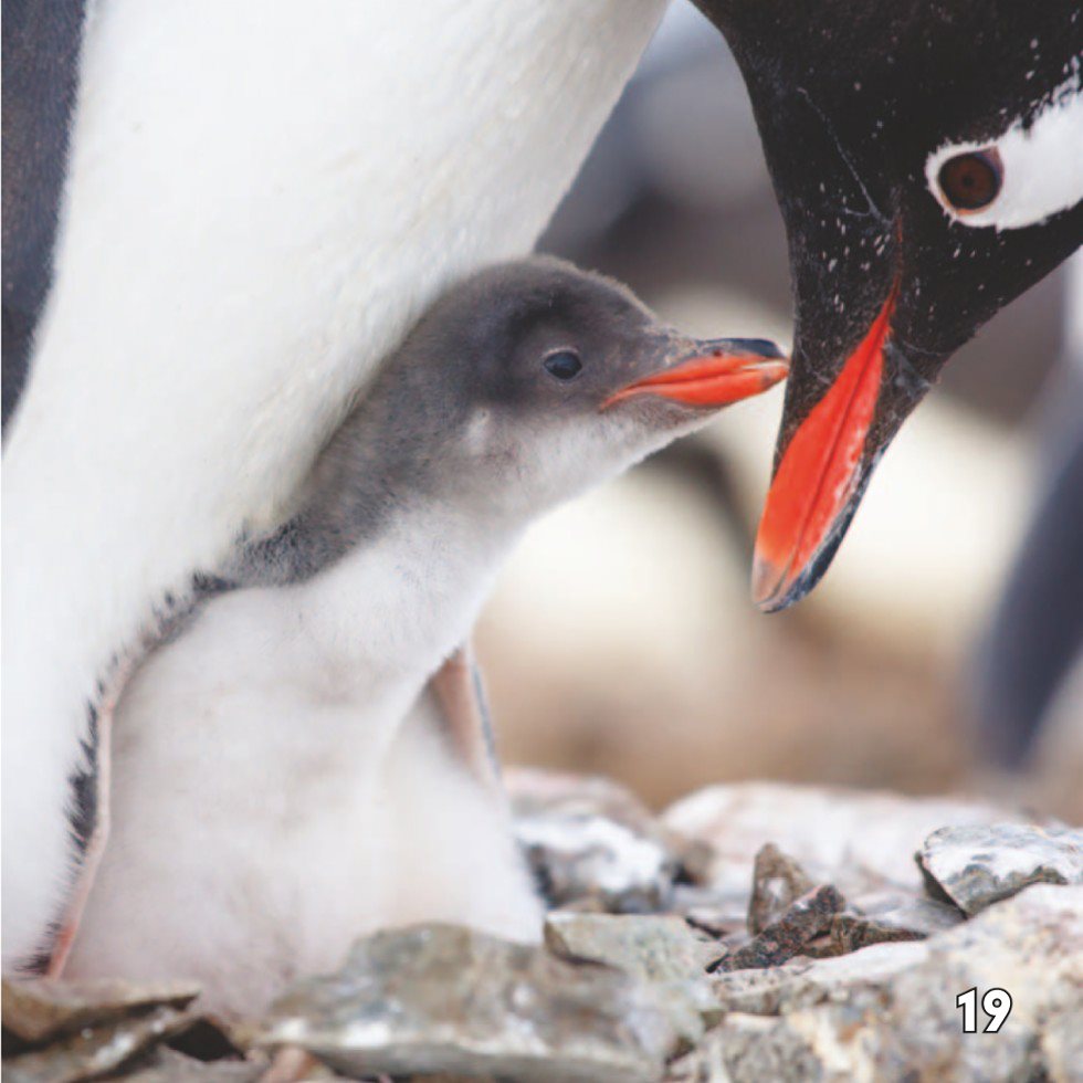 Growing Up Penguin When the chicks in a colony get a little bigger - photo 21