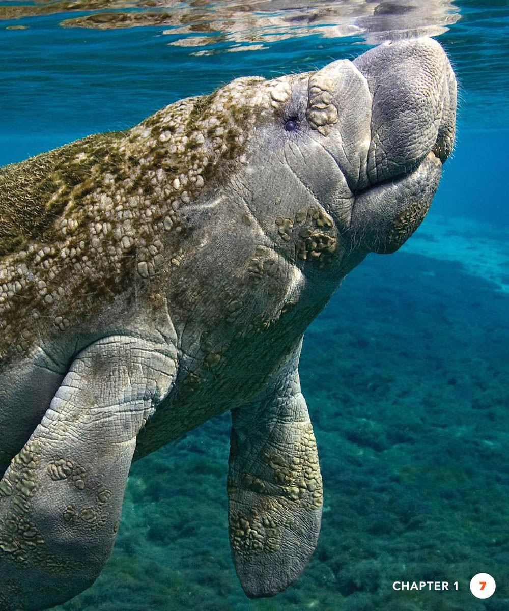 There are three kinds of manatees West Indian manatees live by Florida - photo 7