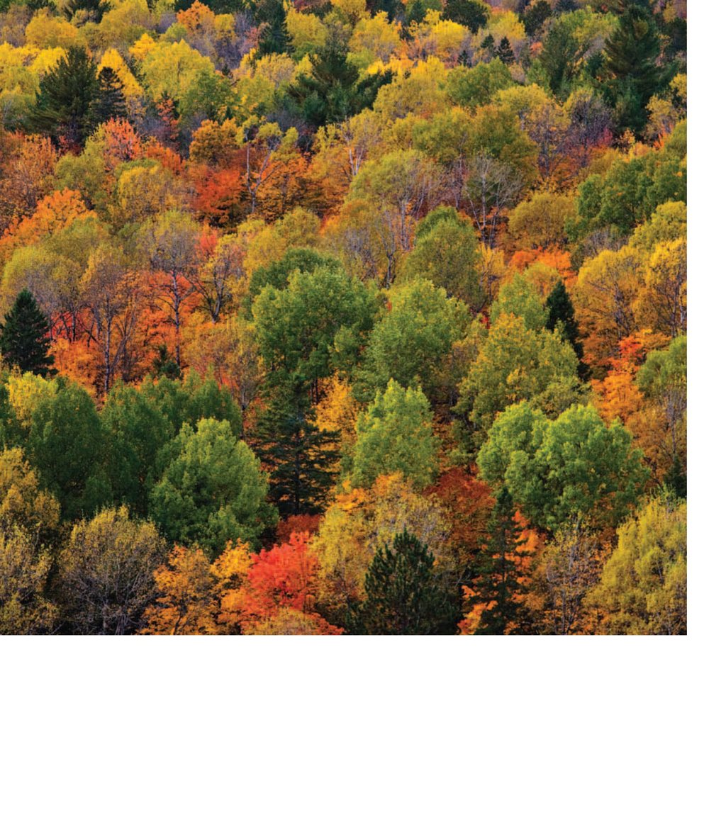 Some leaves change colors in the fall Some leaves stay green all - photo 12