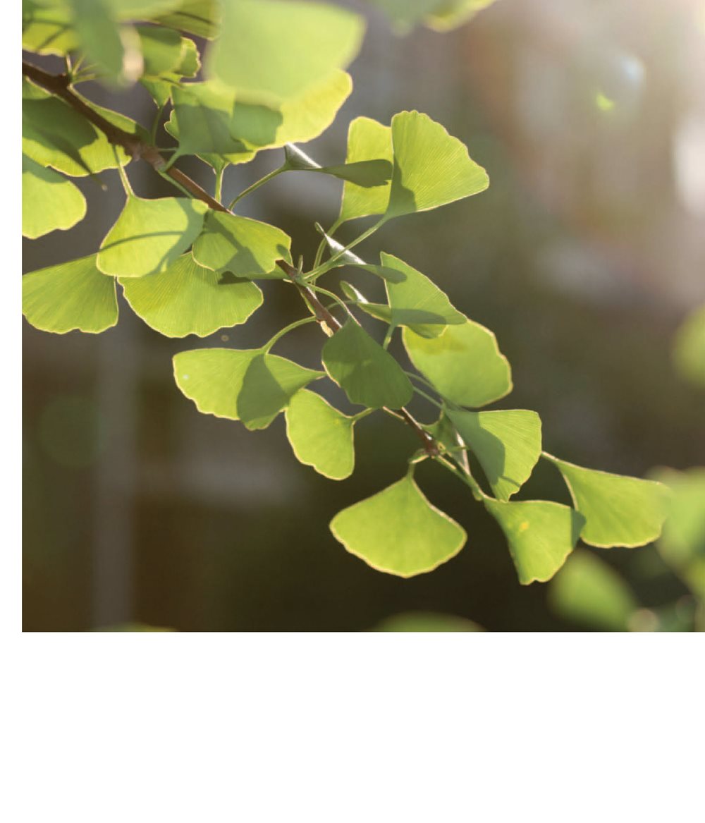 Gingko plants have leaves shaped like fans Leaves are all around you - photo 17