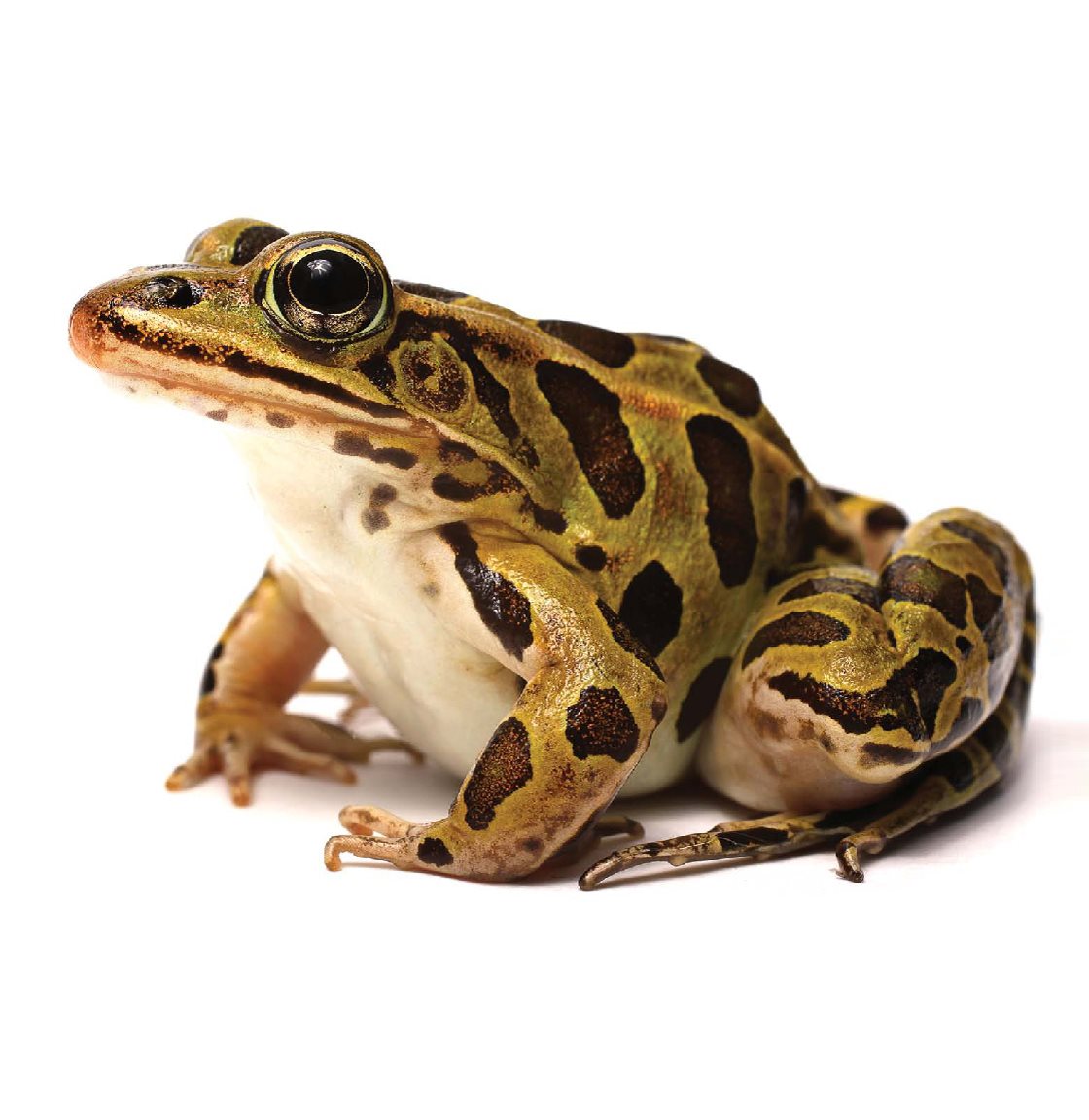 About Leopard Frogs A frog has smooth skin which may feel slippery or - photo 23