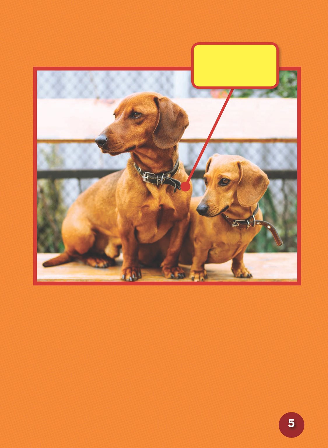 Pick your favorite size Dachshunds come in two sizes Bigger dachshunds - photo 7