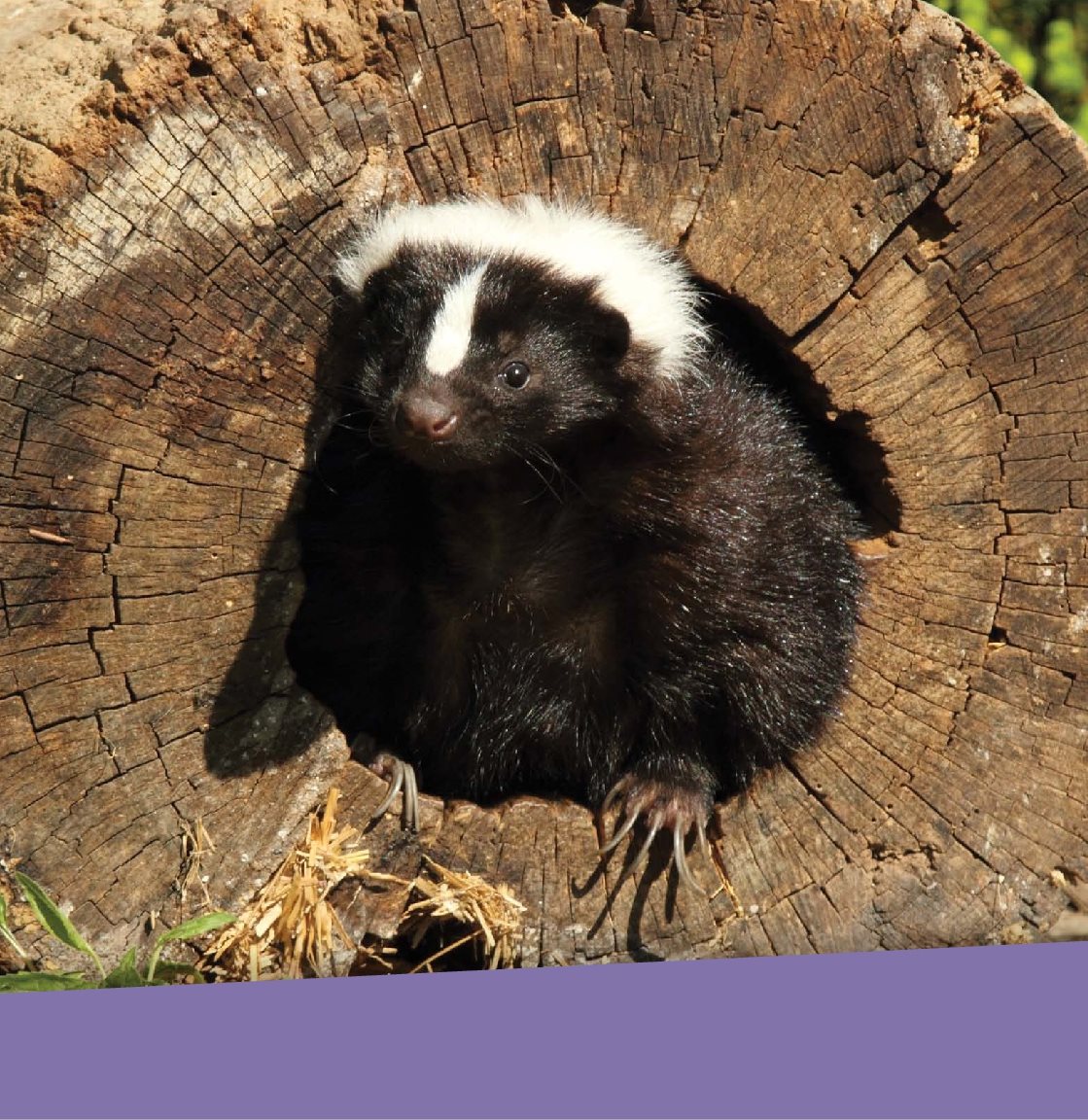 A full-grown skunk is about the size of a house cat Surprise A - photo 13