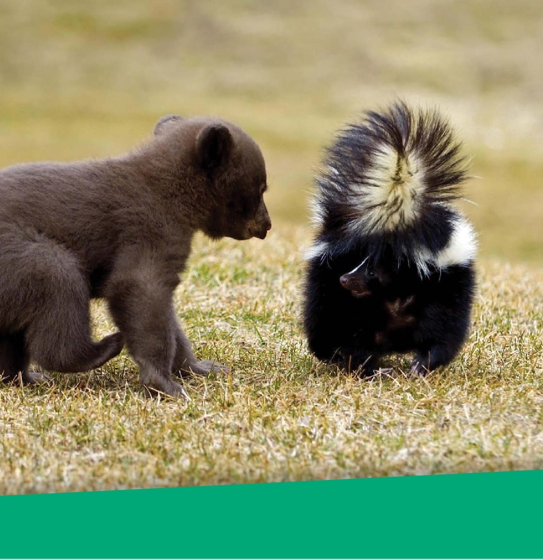 This bear cub wants to make a new friend but hell learn his lesson soon - photo 15