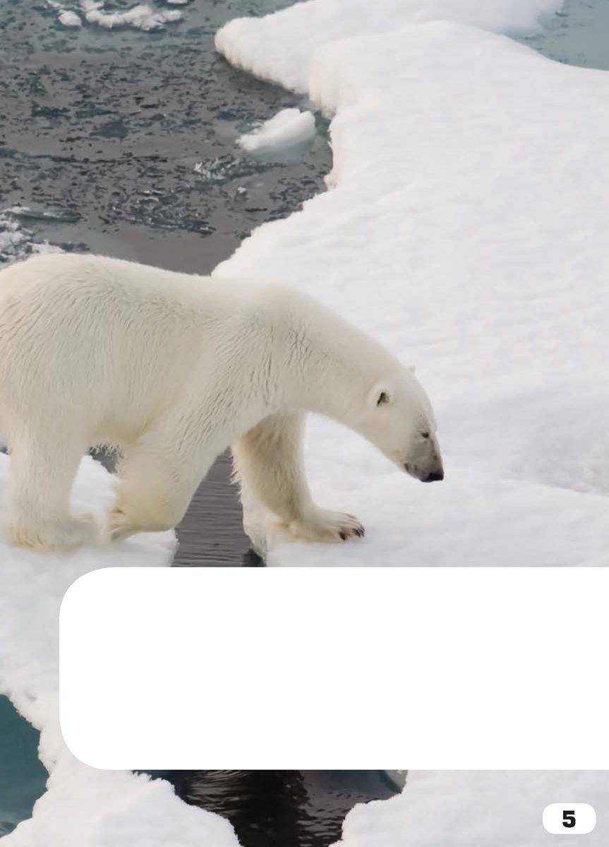 See the polar bears They live near the North Pole ArialMT - photo 7